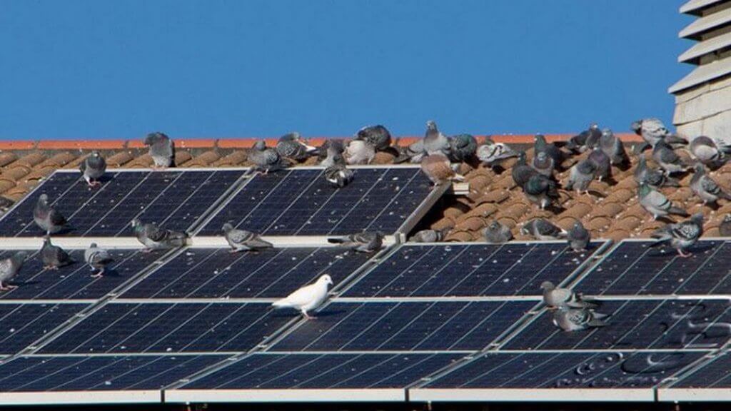 Solar Panel Bird Proofing — Bird Proofing Services in Johannesburg
